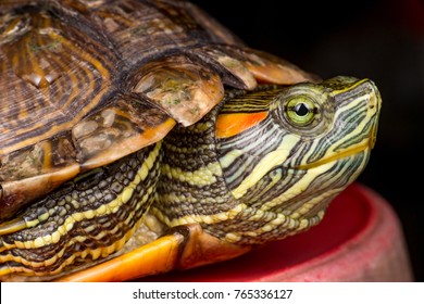 368 Turtle stretching neck Images, Stock Photos & Vectors | Shutterstock