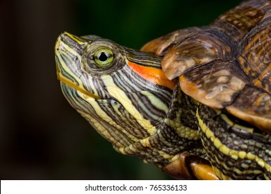 368 Turtle stretching neck Images, Stock Photos & Vectors | Shutterstock