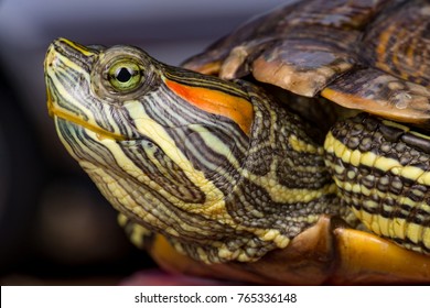 368 Turtle stretching neck Images, Stock Photos & Vectors | Shutterstock