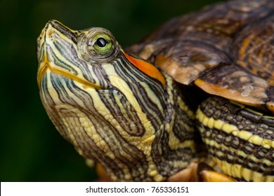 368 Turtle stretching neck Images, Stock Photos & Vectors | Shutterstock