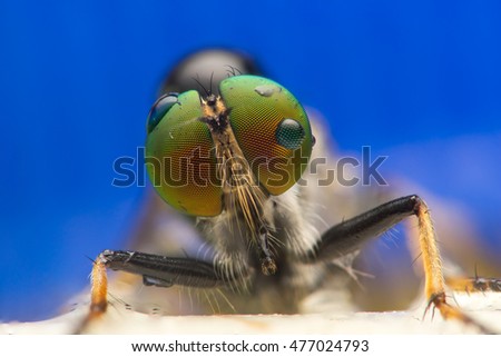 Similar – Foto Bild Schmeißfliegen Tier Fliege