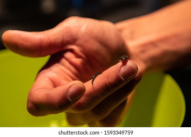 An Extreme Close Up View Of A Slender Newt, Salamander, In Juvenile Phase Or Eft, On The Finger Of A Curious Man Taking A Closer Look