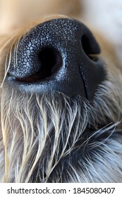 An Extreme Close Up Of A Wet Dog Nose