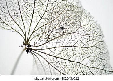 Extreme Close Up Of A Withered Hydrangea Flower