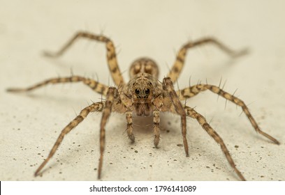 Extreme Close Up Of A Wolf Spider