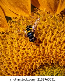 Extreme Close Up Of A Yellow Jacket Bee Feasting On The Pollen O