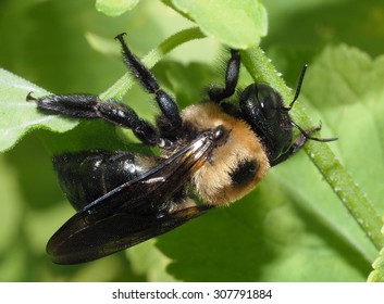 An Extreme Closeup Of An American Bumble Bee