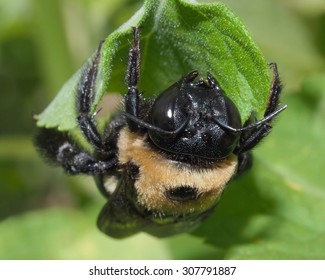 An Extreme Close-up Of An American Bumble Bee  