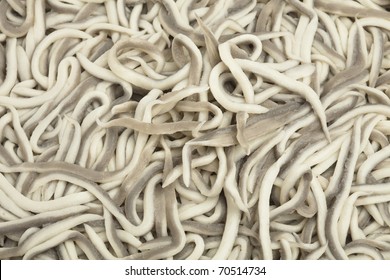 857 European eel Images, Stock Photos & Vectors | Shutterstock