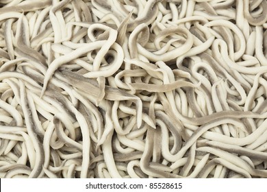 857 European eel Images, Stock Photos & Vectors | Shutterstock