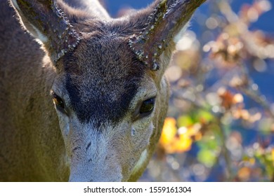 Extreme Closeup Of Black-tailed Deer Buck Showing Reflection In Brown Eyes And Texture Of Fur On Forehead, Blurred Autumn Leaves In Background, Victoria, BC