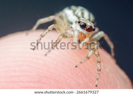 Extreme close-up capturing a jumping spider crawling on a fingertip, highlighting large eyes, hairy legs, and intricate markings, revealing the beauty and detail of this tiny predator