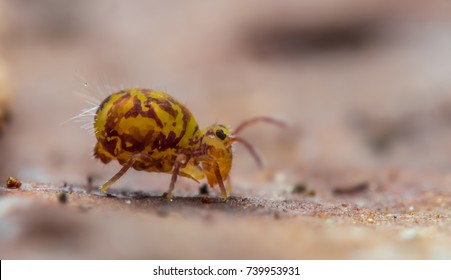 An Extreme Close-up Of A Collembola