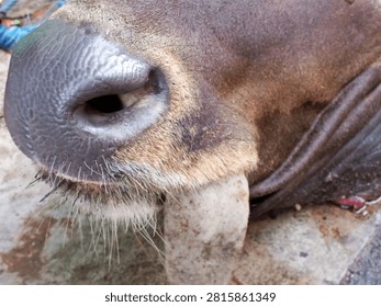 Extreme close-up of a cow's muzzle, highlighting the textured skin of its wet nose and the coarse hairs around its mouth.