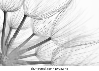 Extreme close-up of dandelion. Black&white, shallow DOF.