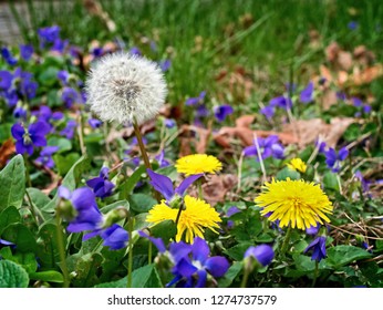 Extreme Closeup Of Dandelions Growing On A Lawn, Surrounded By Small Purple Flowers