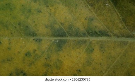 Extreme close-up of a decaying leaf texture, intricate veins and yellow-green patterns