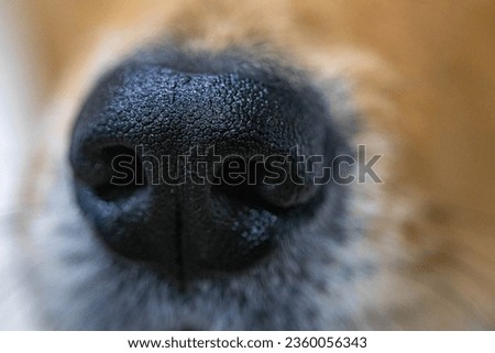 Extreme close-up of a dog's nose with a macro lens, sense of smell, drug detection, search, scents, scent tracking.