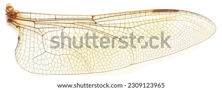 Extreme closeup of a dragonfly's wing.
