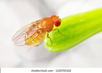 Extreme Closeup Drosophila Melanogaster or fruit flies, vinegar flies or wine flies approximate 1.5 mm in size.