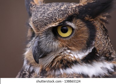 An Extreme Close-up Of The Face Of A Great Horned Owl (Bubo Virginianus)