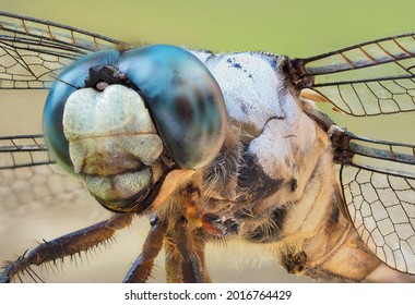 An Extreme Closeup Focus Stacked Image of a Very Cooperative Blue Dasher Dragonfly