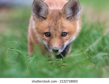 Extreme Closeup Front View Portrait Of Red Fox Cub In Green Grass