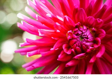 Extreme close-up of a fuchsia dahlia flower, soft focus - Powered by Shutterstock