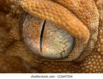 Extreme Closeup Of A Gecko Eye