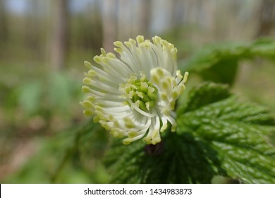 Extreme Closeup Of Goldenseal Flower (Hydrastis Canadensis)