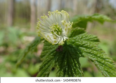 Extreme Closeup Of Goldenseal Flower (Hydrastis Canadensis)