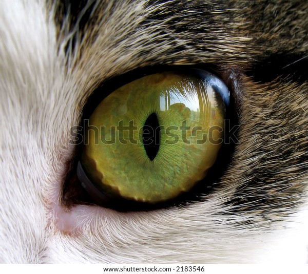 Extreme Closeup Green Cats Eye Stock Photo (Edit Now) 2183546