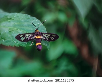 Extreme close-up of a harmless wasp mimic moth displaying intricate wing structure