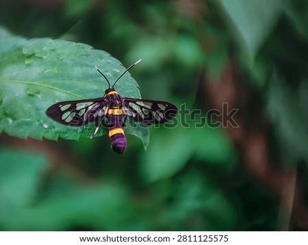 Extreme close-up of a harmless wasp mimic moth displaying intricate wing structure