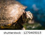 extreme closeup of head of painted grown turtle chrysemys picta sitting on rock basking near fresh water pond