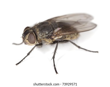 Extreme Close-up Of House Fly Isolated On White Background