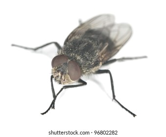 Extreme Close-up Of House Fly Isolated On White Background