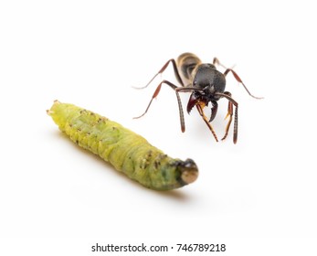 Extreme close-up image of Pachycondyla rufipes worker ant killing and transporting dead green worm on white background