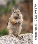 An Extreme Close-up Image of a Tamias Striatus Chipmunk Standing on a Rock