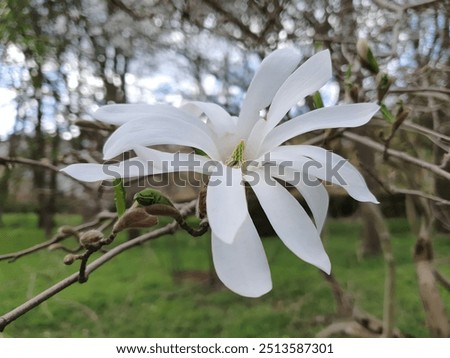 Similar – Foto Bild Eine üppig blühende Magnolie vor den vergitterten Fenstern eines historischen Gebäudes