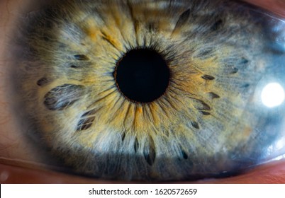 Extreme close-up macro Image of the human eye