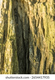 An extreme close-up macro texture of decaying and fibrous wood, illuminated by dramatic golden hour sunlight.