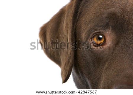 watch dog Eyes Brown eyes