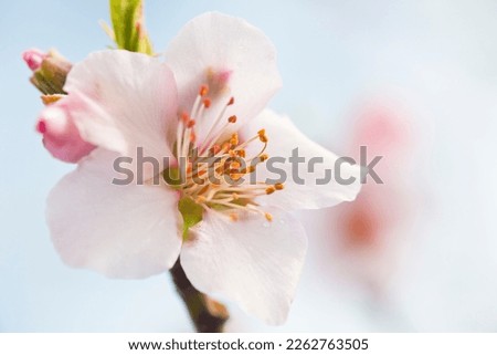 Extreme close-up of pink almond blossoms against blue sky - selective focus