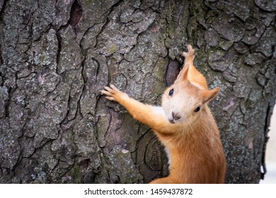 Extreme Closeup Portrait Of Eurasian Red Squirrel On A Tree