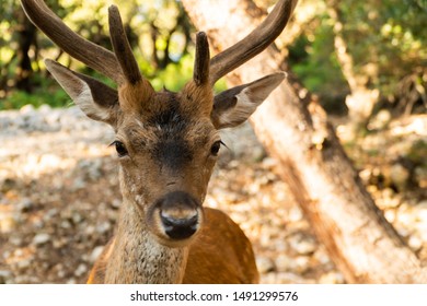 Extreme Closeup Portrait Of Majestic Powerful Young Red Deer Stag In Nature