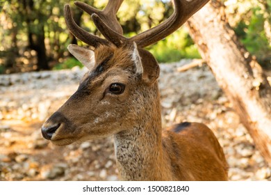 Extreme Closeup Portrait Of Majestic Powerful Young Red Deer Stag In Nature