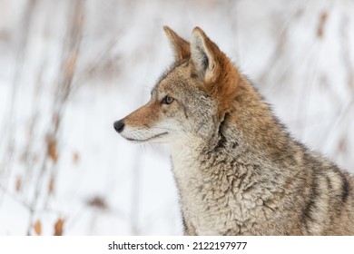 Extreme Closeup Profile Portrait Of Coyote In Winter