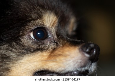 Extreme Closeup Profile Portrait Of A Pomeranian Dog