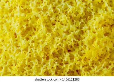 Yellow Slime Mold Images Stock Photos Vectors Shutterstock